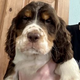 Reese's - Liver white and roan male English Springer Spaniel puppy in Coeur D'alene, Idaho from Springer Hollow