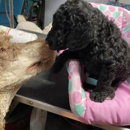 Girl 1 - Black Poodle puppy in Ormond Beach, Florida from Shooting Star Standard Poodles