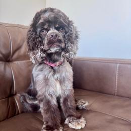 Hazel - Cocker Spaniel