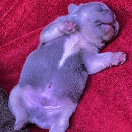 French Bulldog Puppies from Ark Frenchies Limited