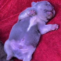 French Bulldog Puppies from Ark Frenchies Limited