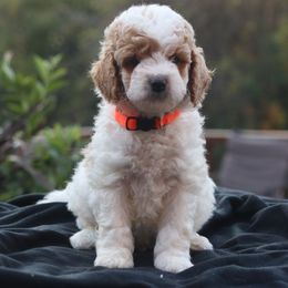 Patches' Orange Boy - Parti male Goldendoodle puppy in Coppell, Texas from Bethel Stream Goldendoodles
