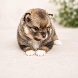 Maye - Wolf sable female Pomsky puppy in Coos Bay, Oregon from Ocean View Pomskies