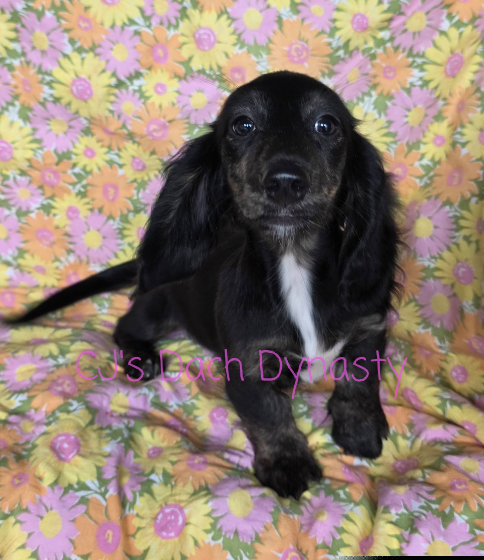 STEPHANIE 2500 - Black and cream female Dachshund puppy in Gatesville, Texas from CJ's Dach Dynasty