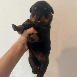 Moxie - Black and mahogany female Rottweiler puppy in Parker, Colorado from Denver Rotties