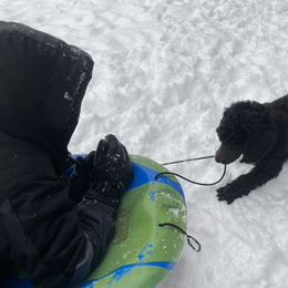 Poodle Puppies from D and D Standard Poodles
