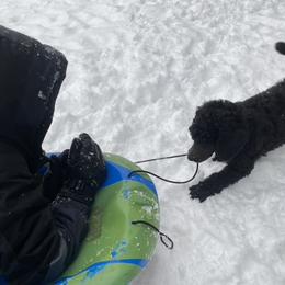 Poodle Puppies from D and D Standard Poodles