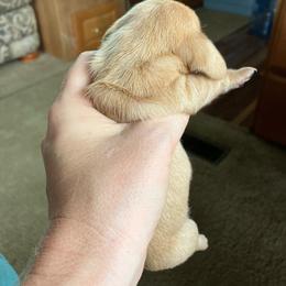 Blondie - Red male Dachshund puppy in Brave, Pennsylvania from Maple Moon Mini Dachshunds