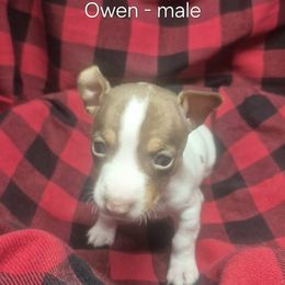 Owen - White and chocolate male Teddy Roosevelt Terrier puppy in Murray, Kentucky from Froschwald German Shepherds and Xanadu Teddy Roosevelt Terriers