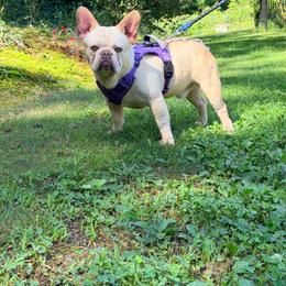 Jax - White and fawn male French Bulldog puppy in Millstone Township, New Jersey from Couture_frenchies_and_pomeranian