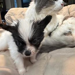 Boy 4 - White black and tan male Papillon puppy in Foresthill, California from Playful Papillon's