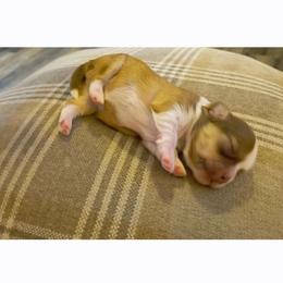 SCBoy 2 - Sable and white male Shih Tzu puppy in Meridian, Oklahoma from Crazy Love Kennels