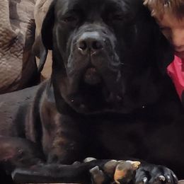 PhoeNyx - Cane Corso