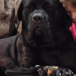 PhoeNyx - Cane Corso
