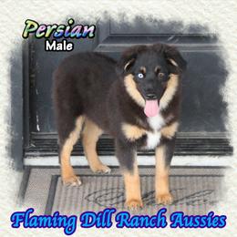 Persian - Black tri male Miniature Australian Shepherd puppy in Forestburg, Texas from Flaming Dill Ranch Aussies