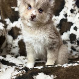 Lincoln - Merle male Pomsky puppy in Casa Grande, Arizona from Arizonas Pomsky Squad