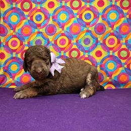 Purple Collar - Brown female Poodle puppy in Houma, Louisiana from Smart Azz Poodles