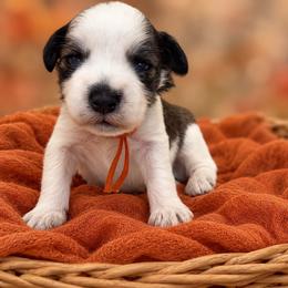 Maverick - Parti male Miniature Schnauzer puppy in Magalia, California from NorCal Schnauzers