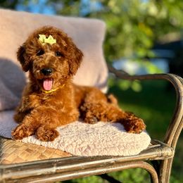 Sweet Pea - Poodle puppy from Canine Castle of Cleveland