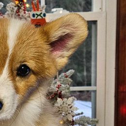 Boy 1 - White and red Pembroke Welsh Corgi puppy in Tennessee from Grindstaff Corgis