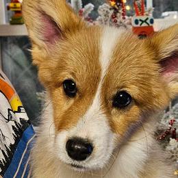 Boy 1 - White and red Pembroke Welsh Corgi puppy in Tennessee from Grindstaff Corgis