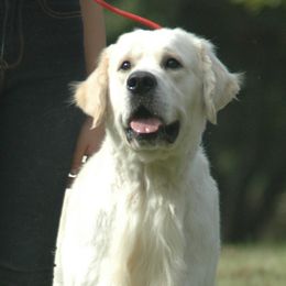 Golden Retrievers from GoldWynns English Cream Golden Retrievers