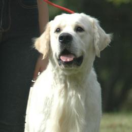 Golden Retrievers from GoldWynns English Cream Golden Retrievers