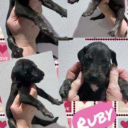 Ruby - Black female Great Dane puppy in Wellsville, New York from Prophecy Danes
