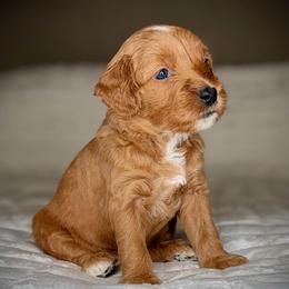 Puppy 4-PINK Collar (BOY) - Apricot male Goldendoodle puppy in Portland, Oregon from Smith Family Doodles