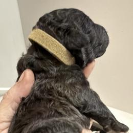 Boy 2 - male Poodle puppy in Leonard, Texas from Deblyns Poodles
