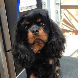 Sherwood - Cavalier King Charles Spaniel