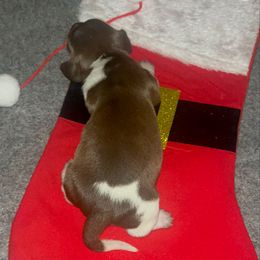 Payer will name her - Piebald female Dachshund puppy in Stilwell, Oklahoma from Hoop's Dachshund