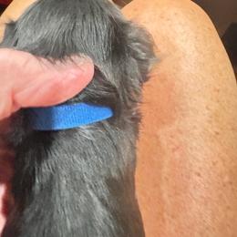 Boy 2 - Blue and gold male Yorkshire Terrier puppy in Chesapeake, Virginia from Your Key Breeder
