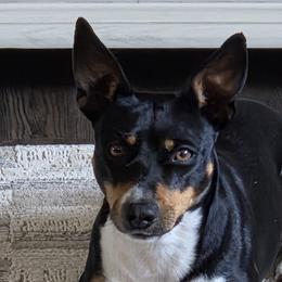 Rat Terriers from Far North Rat Terriers