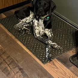 Boone - German Shorthaired Pointer