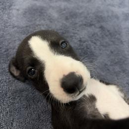 Stuffing - Black male Whippet puppy in Fort Myers, Florida from Rainbow Whippets