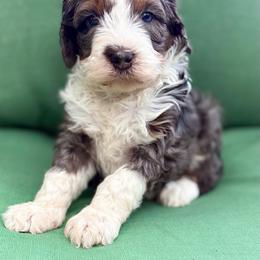 Juniper (purple collar girl) - female Bernedoodle puppy in Colorado Springs, Colorado from Mercy Mountain Bernedoodles