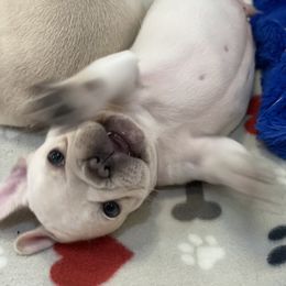 French Bulldog Puppies from Phillips Family Frenchies