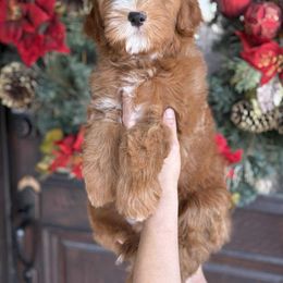 Zoro - Red  male Goldendoodle puppy in Yuciapa, California from AlltheDoodlez_