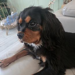 Cavalier King Charles Spaniel puppies from Comfort Royalty Cavaliers