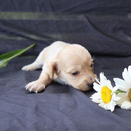 Lexi - Cream female Dachshund puppy in Fredericksburg, Ohio from William's Dachshunds