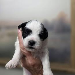 Ernie - Black and white male Shichon puppy in Ronda, North Carolina from Willow River