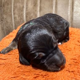 Green - male Golden Mountain Doodle puppy in Redding, California from O’Hara  Doodles