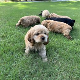 Cocker Spaniel All Grown Up from penny Powell