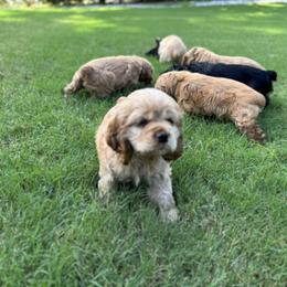 Cocker Spaniel All Grown Up from penny Powell