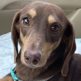 Emmi - Dachshund