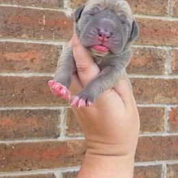 Tonks - Fawn female Great Dane puppy in Arlington, Texas from Scoober Danes