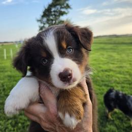 Annie - Red tri-color female Miniature American Shepherd puppy in Douglass Ks, Kansas from Magnolia Tree Miniature American Shepherds
