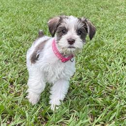 Sabrina - Parti female Miniature Schnauzer puppy in Anthony, Florida from Amanda Tragash