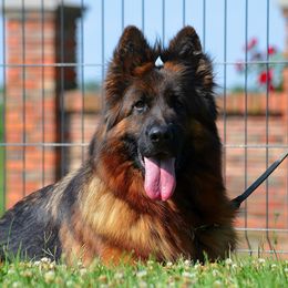 Jolly von Yugerschof - German Shepherd